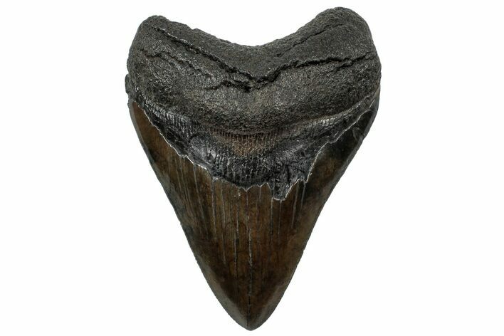 Serrated, Fossil Megalodon Tooth - South Carolina #307545